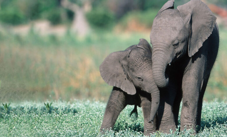 Wildlife Fund: Protecting Nature for Future Generations