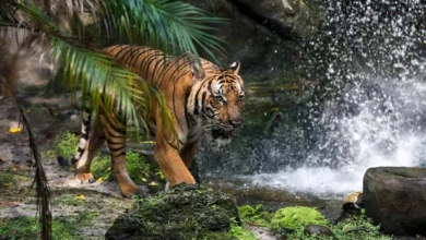 Sunda Tiger: Conservation, Habitat, and the Fight for Survival