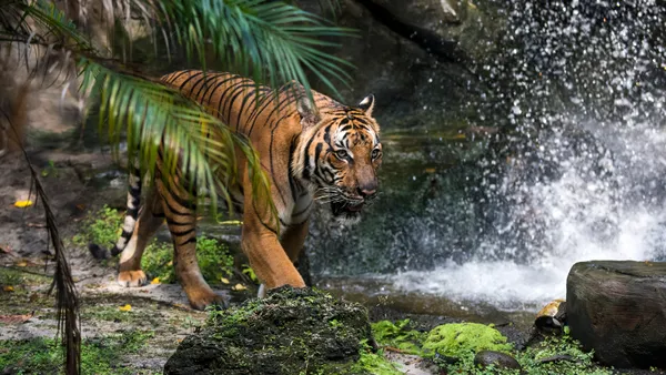 Sunda Tiger: Conservation, Habitat, and the Fight for Survival